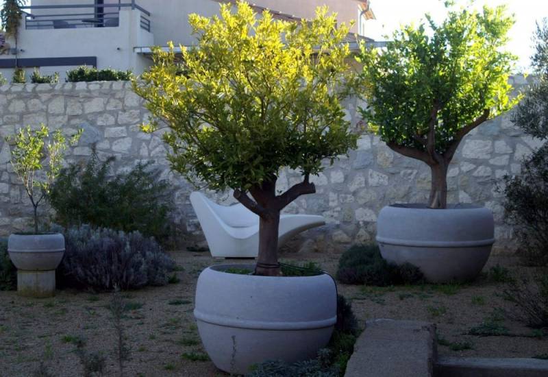 3 pots en pierre dans un jardin aromatique