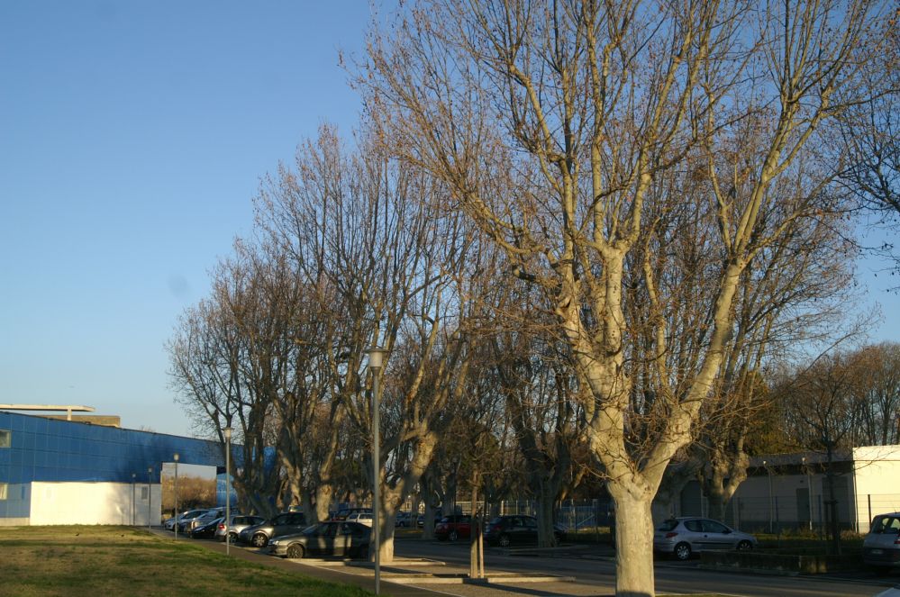 Transplantation de platanes centenaires à  ARLES