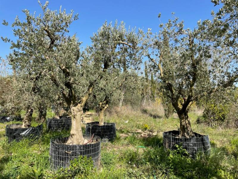 Olivier Provençal (taille production) en conteneur sur la pépinière de Fontvieille